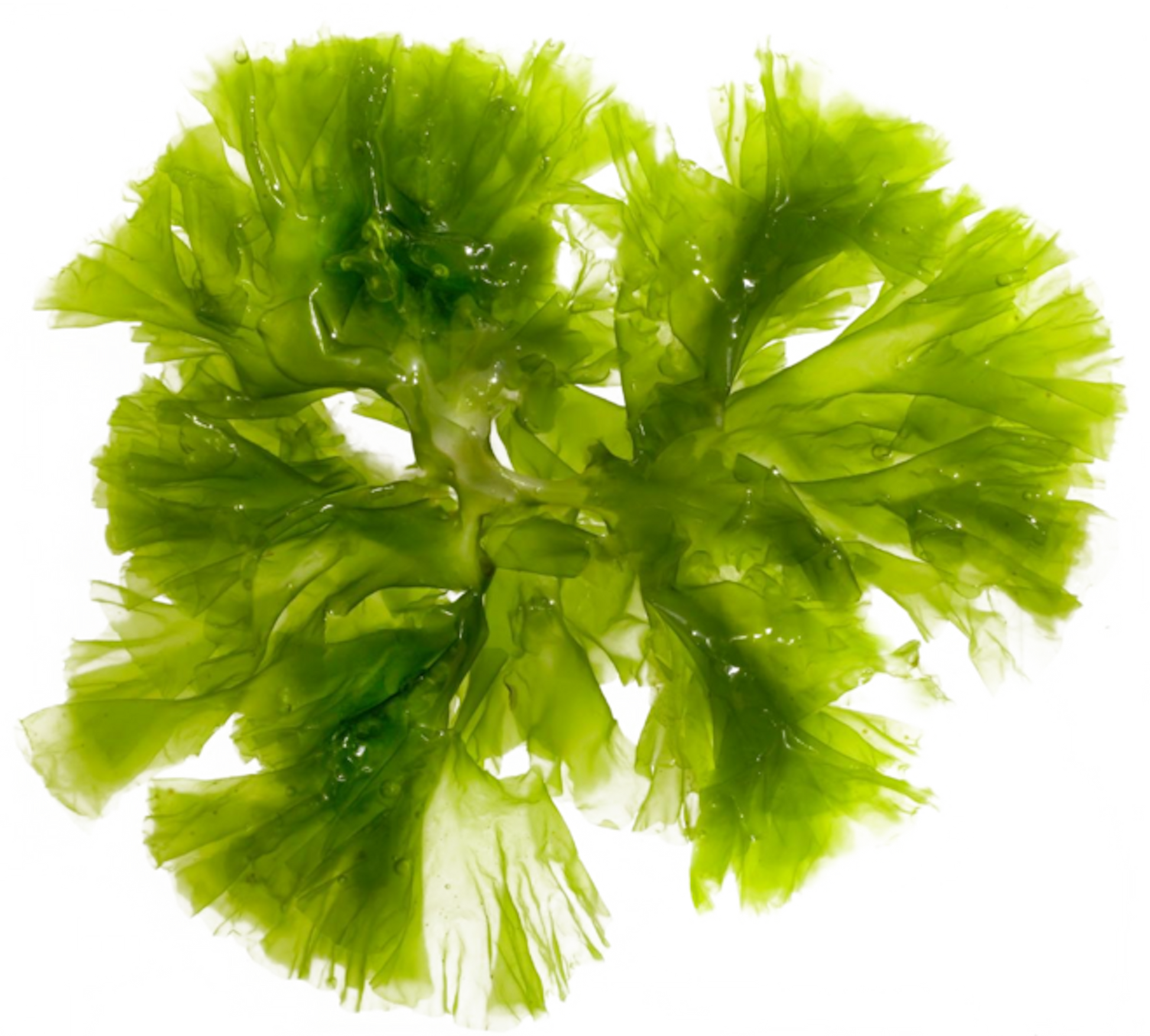 DOCO LAB Red Light Scalp Conditioner Infrared Version Set